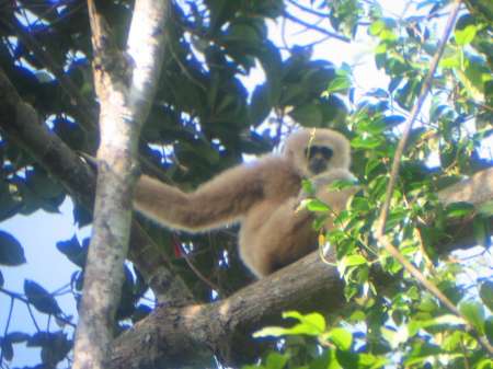 Gibbon a Kao Yai